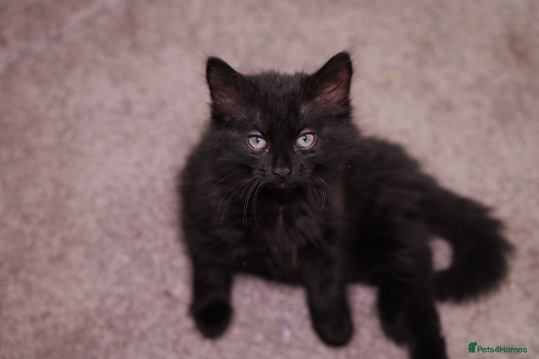 Turkish Angora cats for sale: Playful, Socialised Kittens Seeking Loving Home - Advert 13