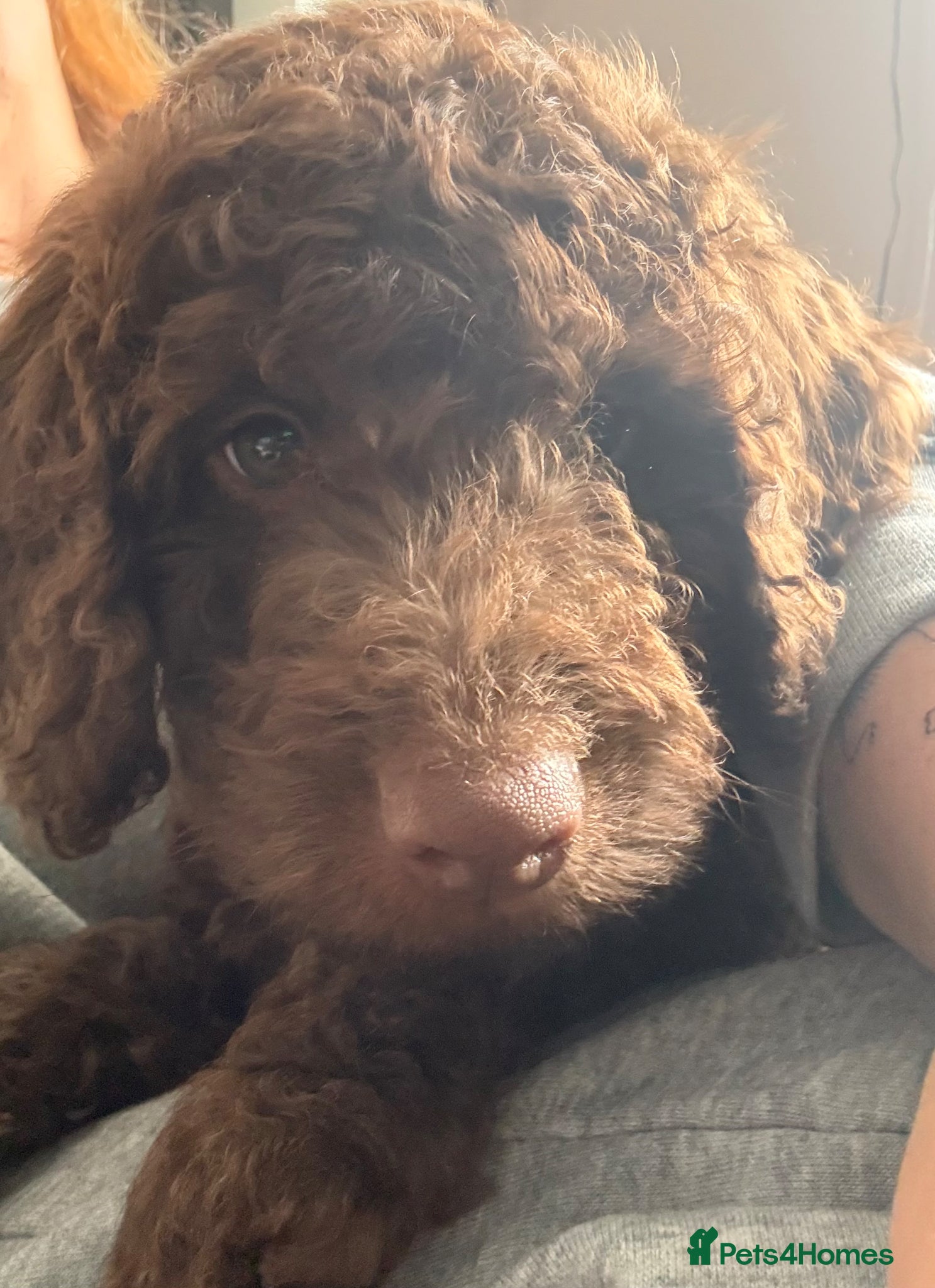 Labradoodle dogs Ready now *Last 3* - Advert 5