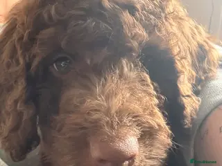 Labradoodle dogs Ready now *Last 3* - Advert 5