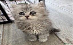 Persian cats for sale: Outstanding litter of Persian x kittens,  - Image 16