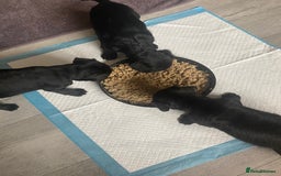 Patterdale Terrier dogs for sale: **Beautiful Patterdale Pups** - Image 4