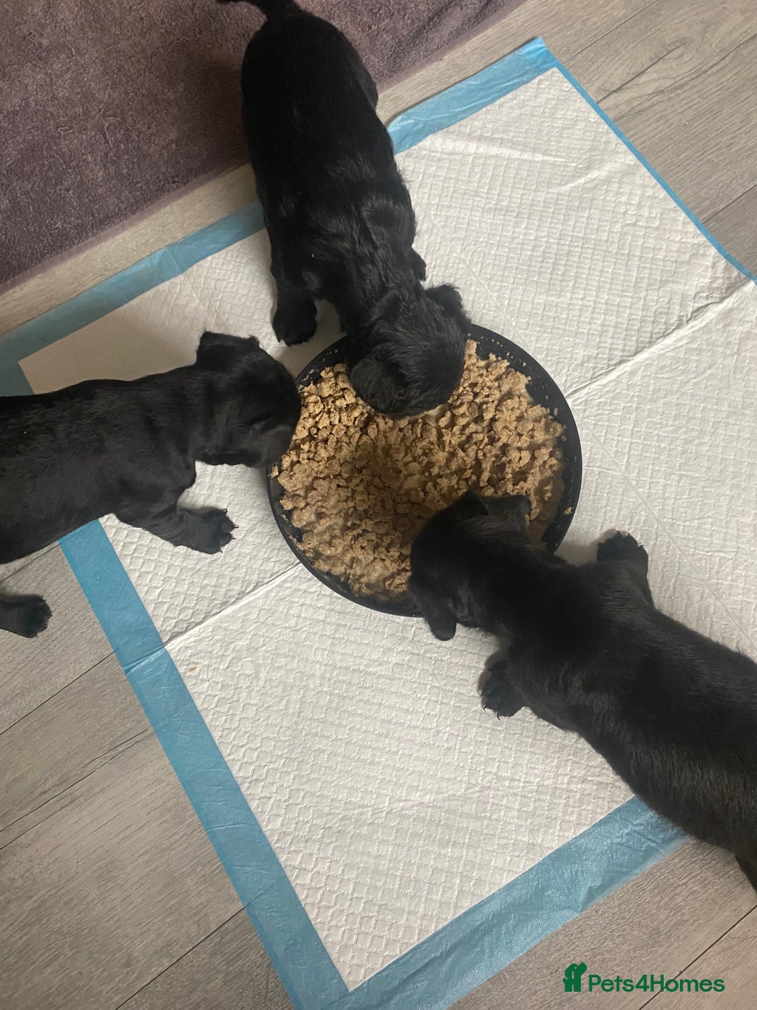 Patterdale Terrier dogs for sale: **Beautiful Patterdale Pups** - Image 4