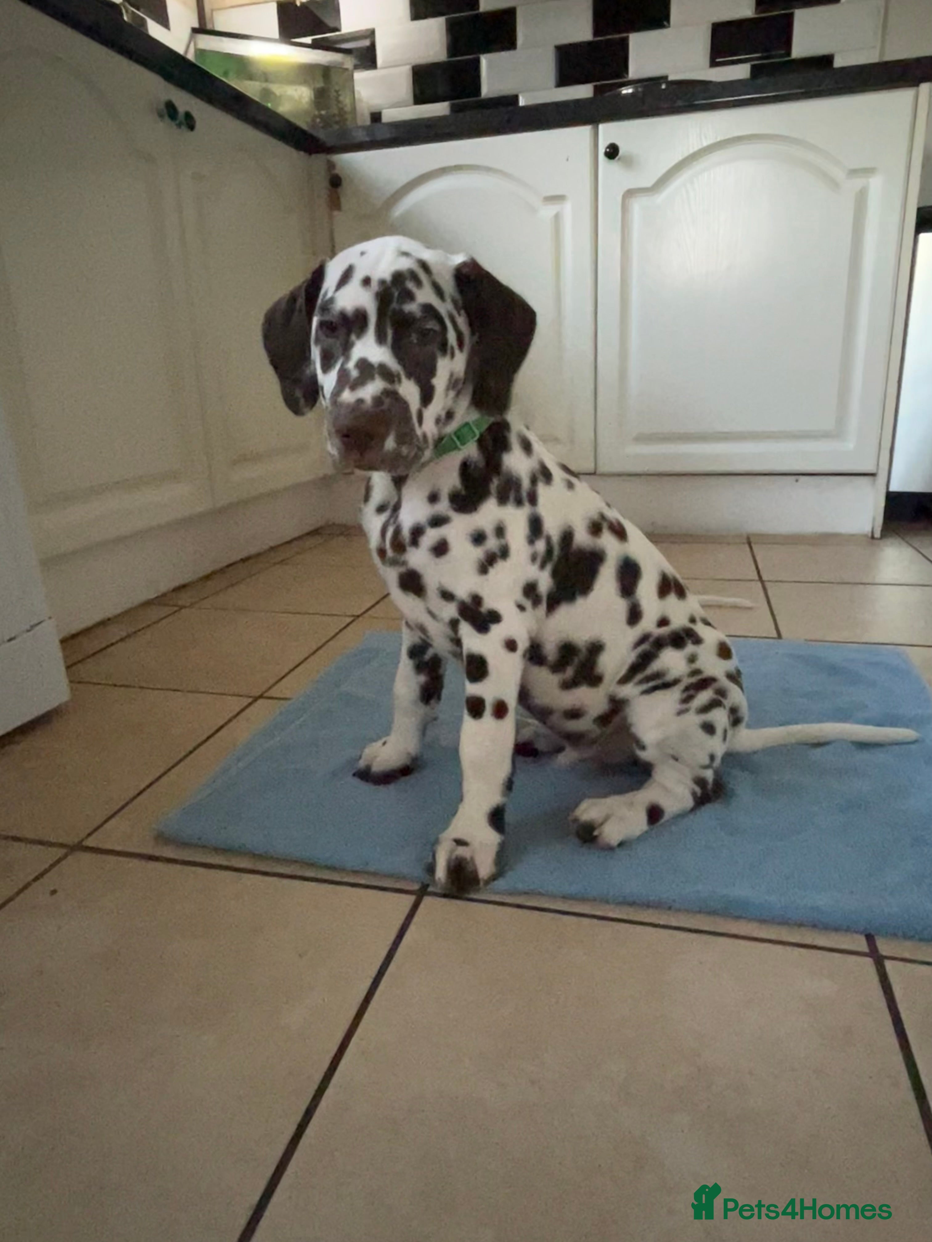 Dalmatian dogs This is an all liver litter of Dalmatian puppies - Advert 5