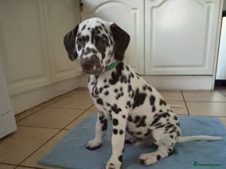 Dalmatian dogs This is an all liver litter of Dalmatian puppies - Advert 5