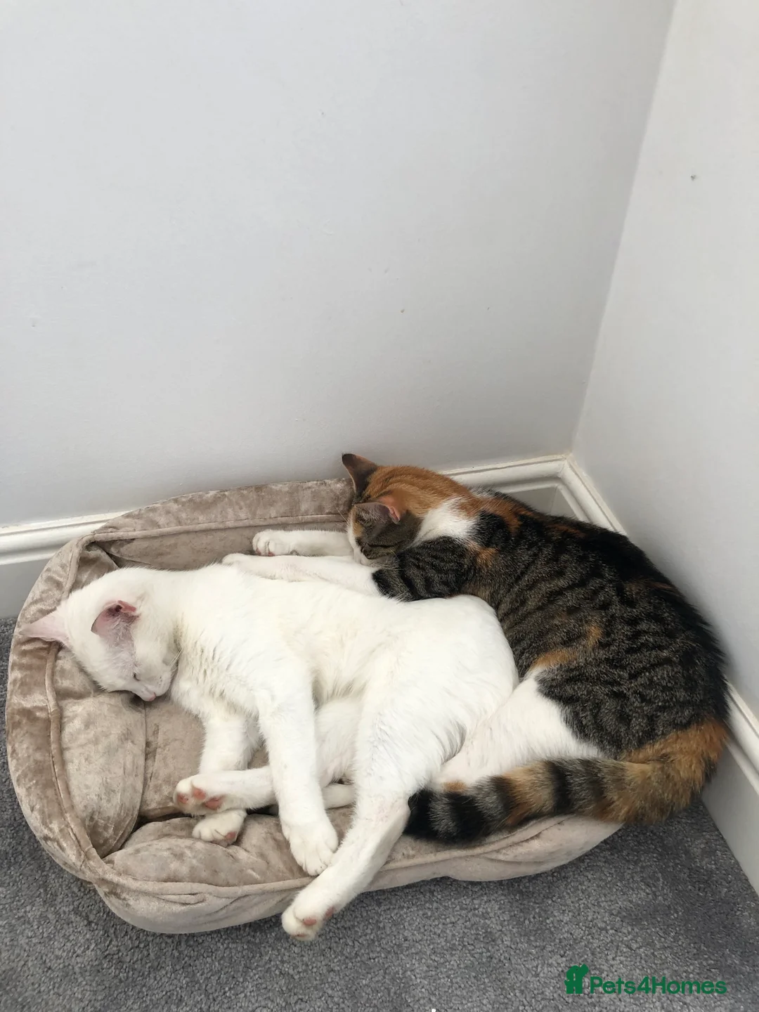 British Shorthair cats for sale: Cute cat - Advert 15