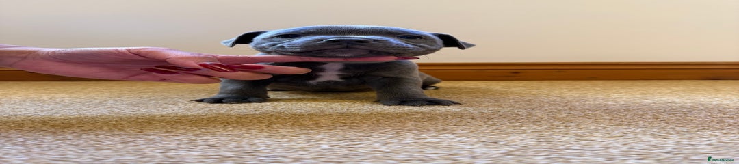 Staffordshire Bull Terrier Puppy 3