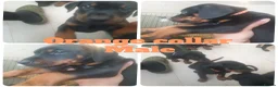 Dobermann dogs for sale: ☆☆Ready to leave Today  Black Doberman Puppies☆☆ - Advert 30