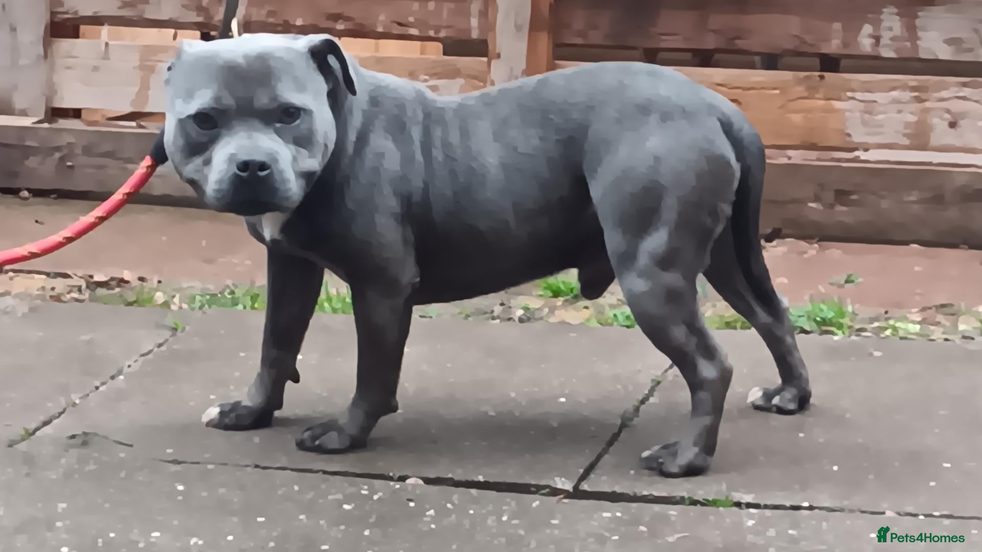 Staffordshire Bull Terrier dogs for sale: Staffie - Advert 2