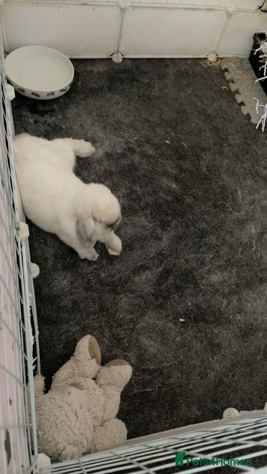 Mini Lop rabbits for sale: Hello I’m Bear - Image 4