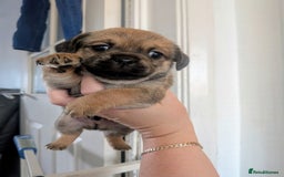 Mixed Breed dogs for sale: Pugshire - Image 2
