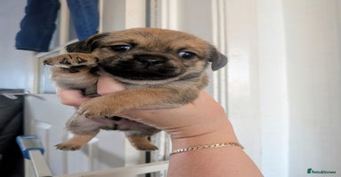 Mixed Breed dogs - Advert 14