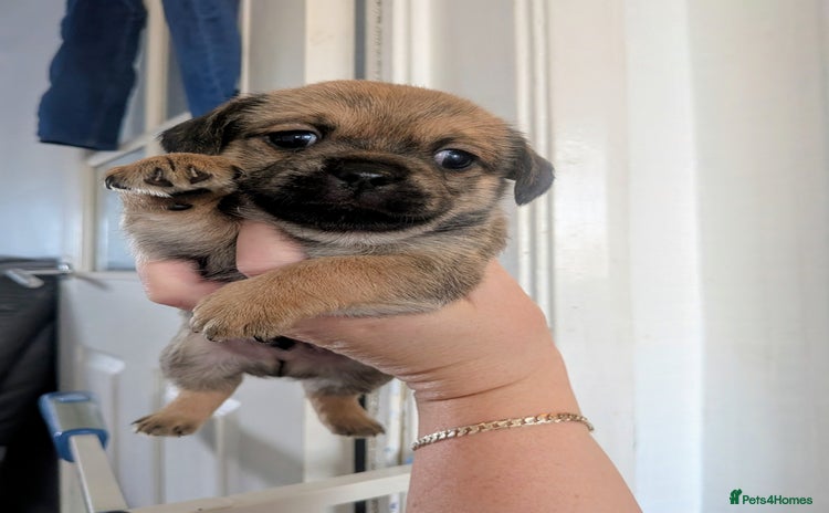 Mixed Breed dogs - Advert 2