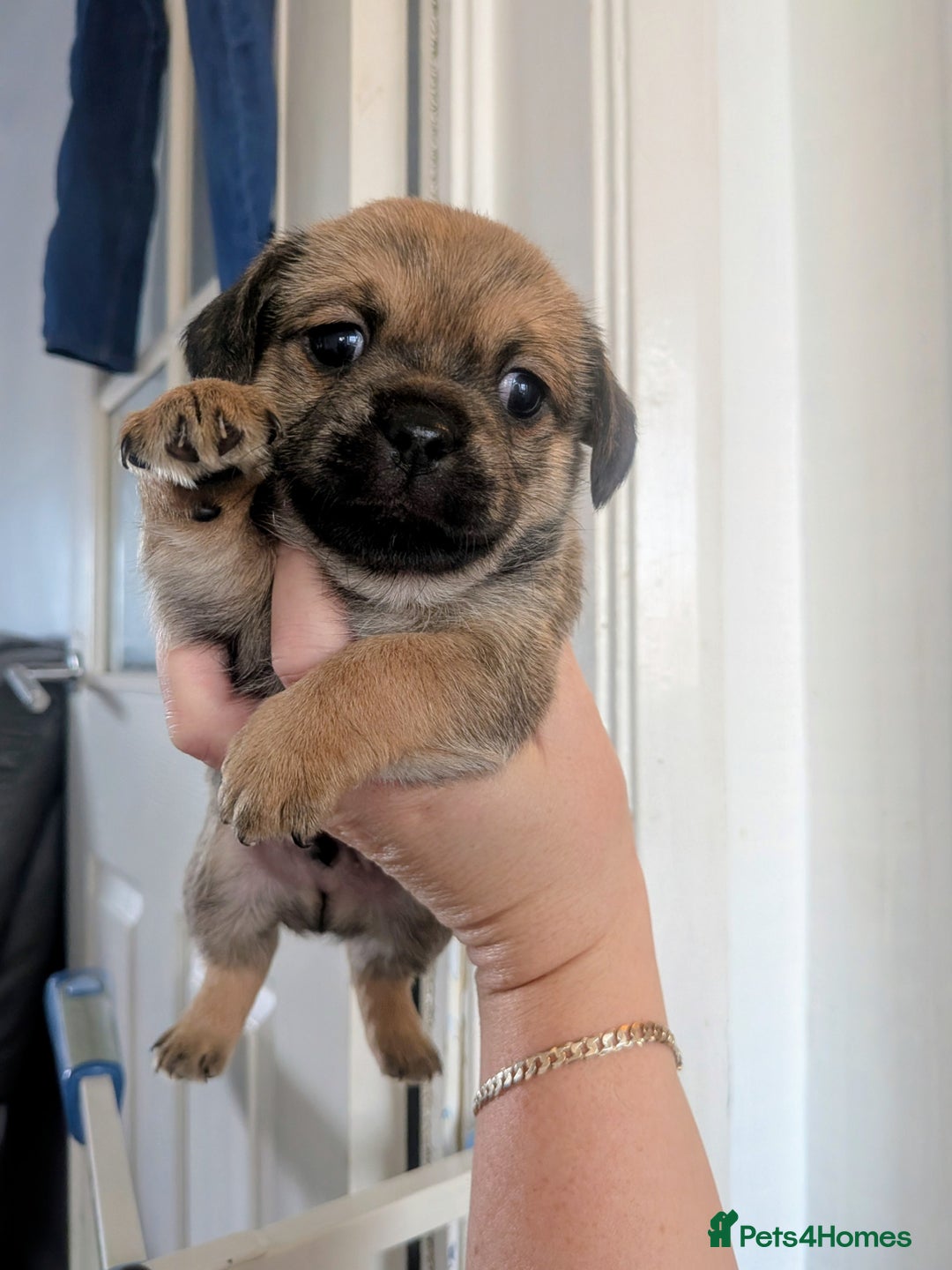 Mixed Breed dogs for sale: Pugshire - Image 2