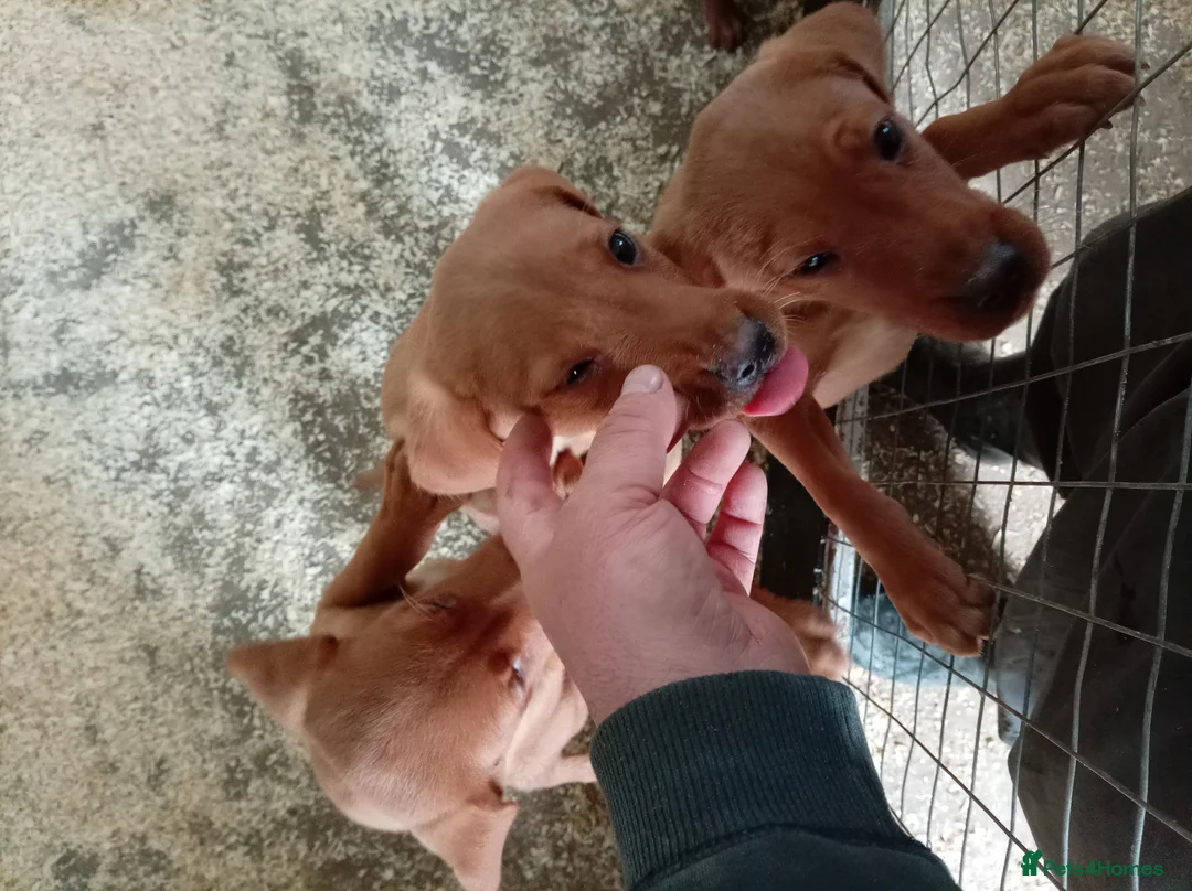 Labrador Retriever dogs for sale: Kc reg fox red Labradors  - Advert 2