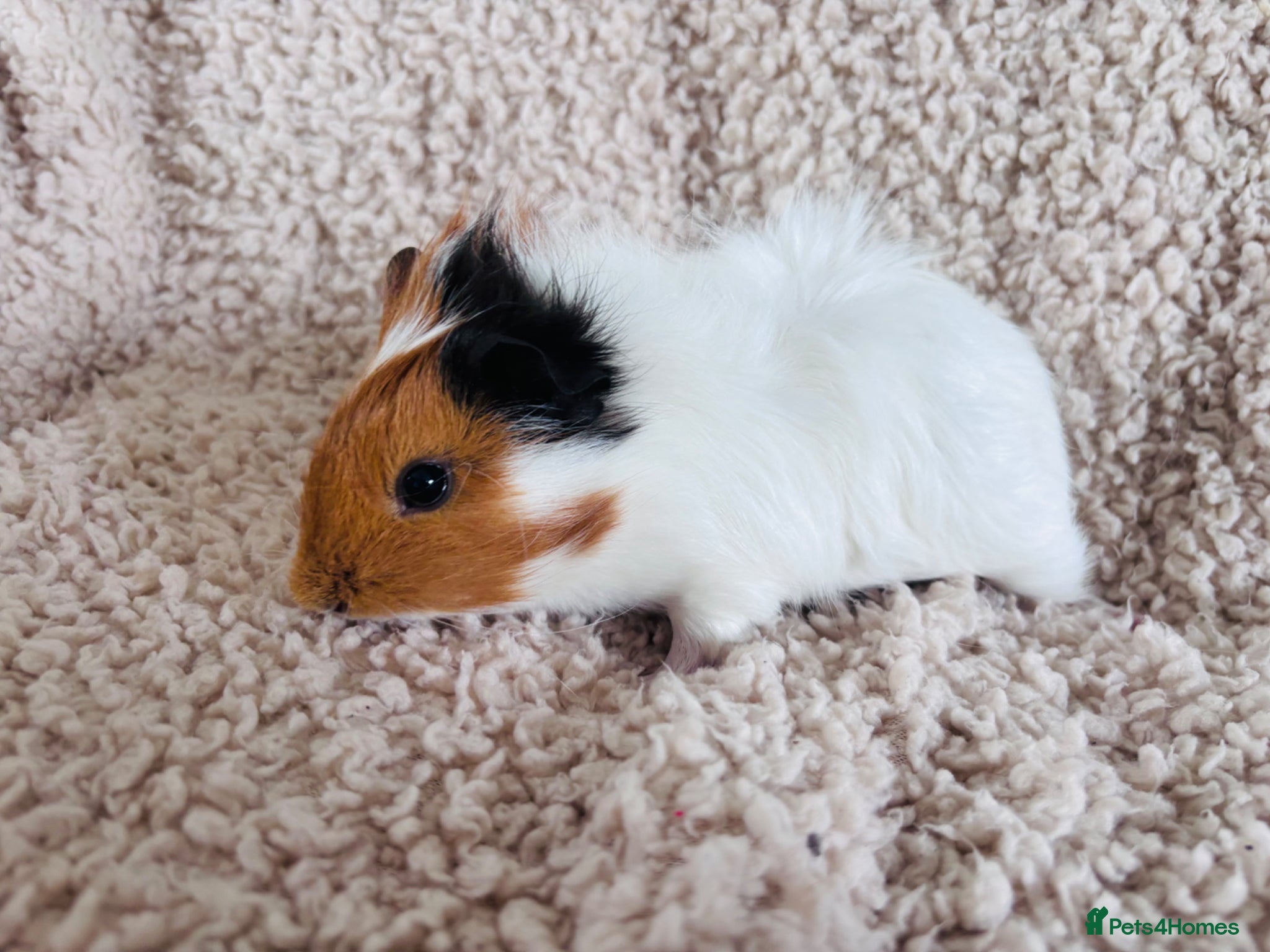 Guinea Pig rodents for sale: One Female Guinea pig  in Mansfield - Advert 4