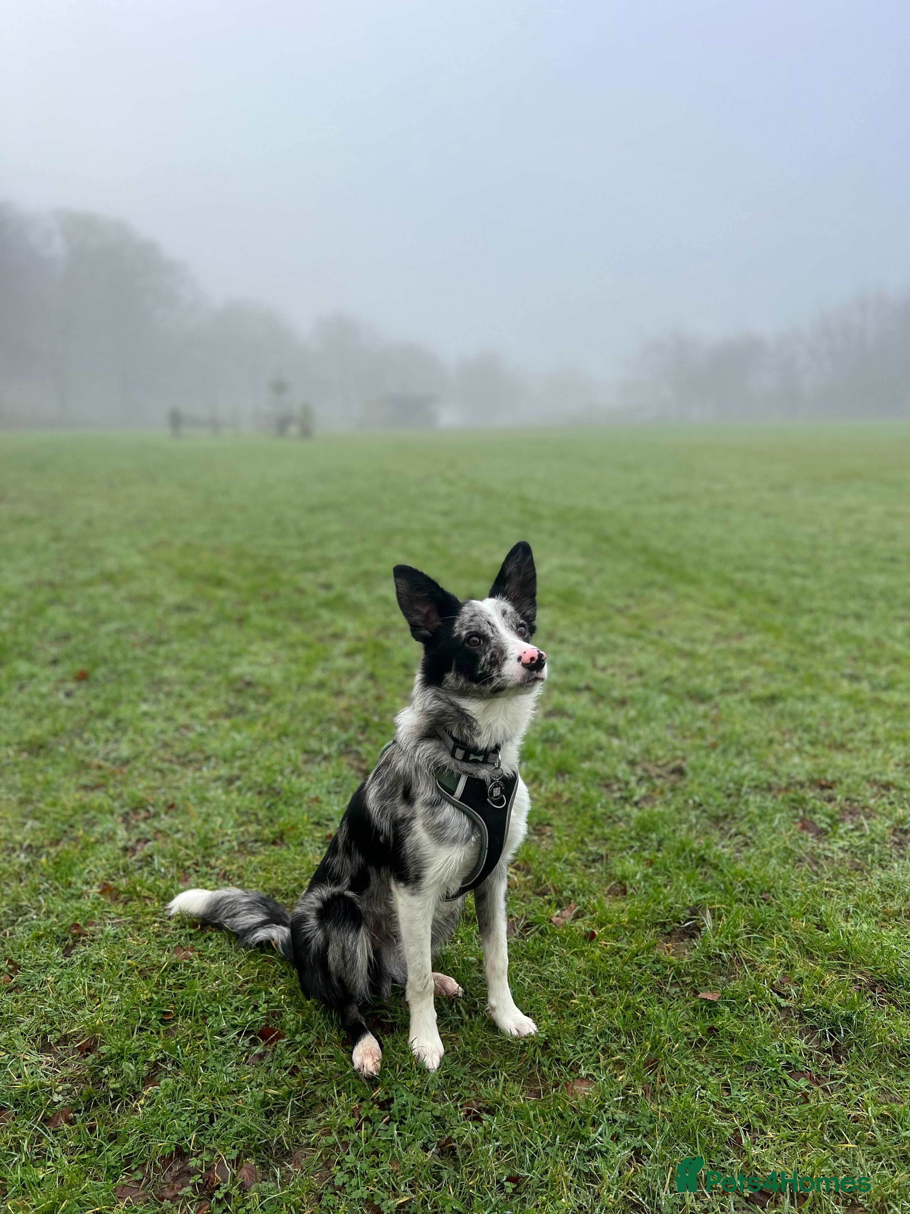 Border Collie dogs Merle border collie male  - Advert 1