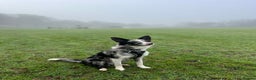Border Collie dogs for sale: Merle border collie male  - Advert 1