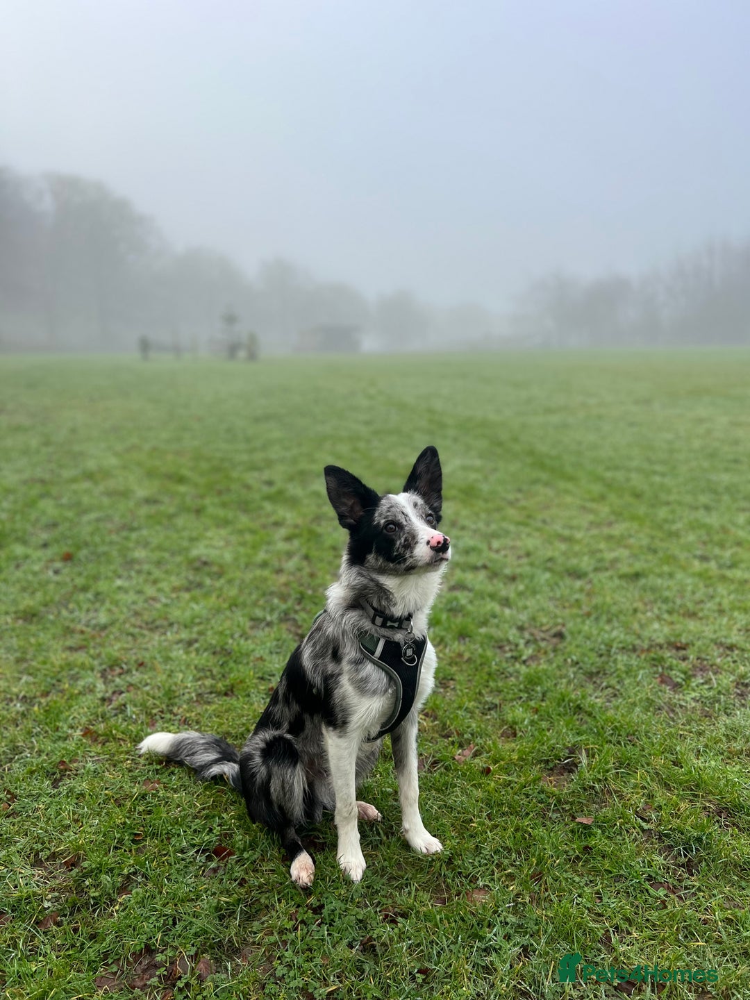 Border Collie dogs for sale: Merle border collie male  - Advert 1