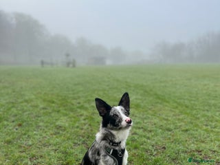Border Collie dogs Merle border collie male - Advert 1