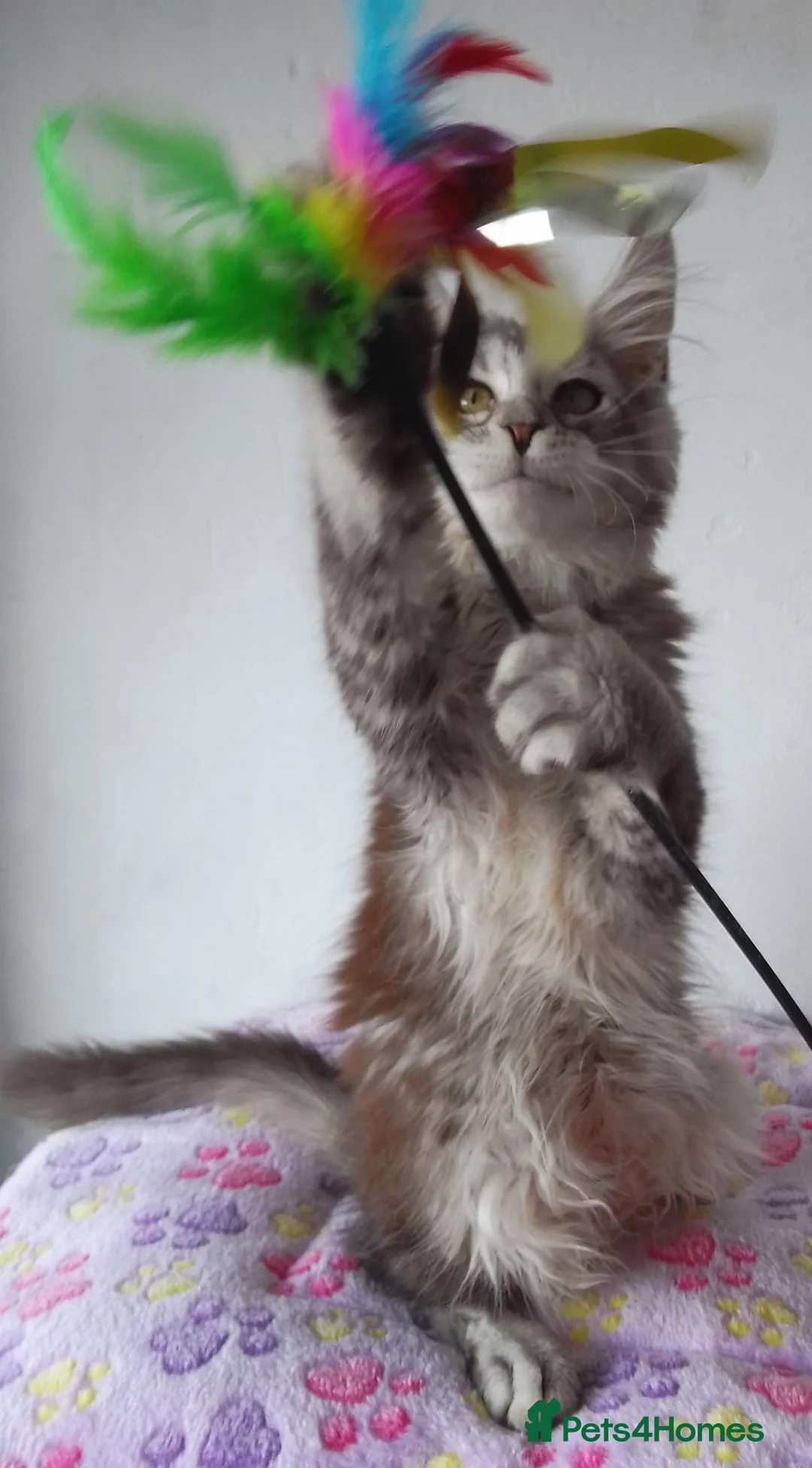 Maine Coon cats for sale: Gorgeous TICA silver Euro poly/non poly Active/pet - Advert 20