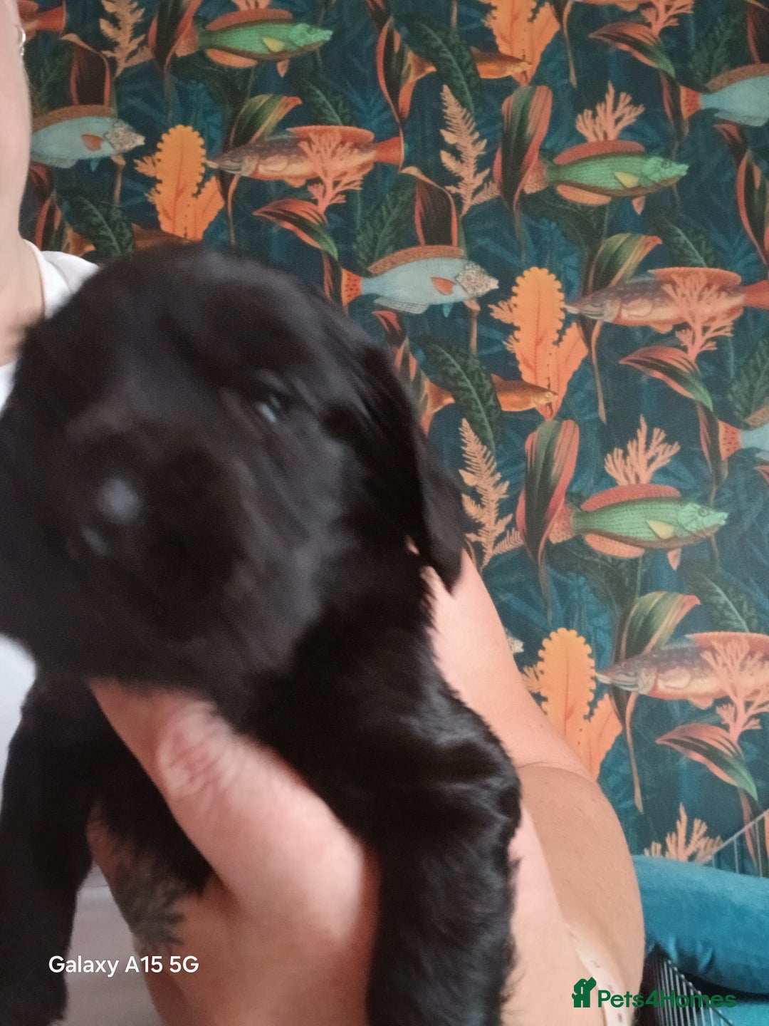 Cocker Spaniel dogs for sale:  Cocker spaniel puppies  - Image 5