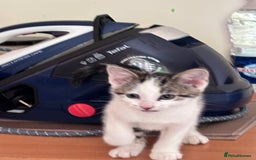 Mixed Breed cats for sale: Male kitten ready for his forever home.  - Image 6
