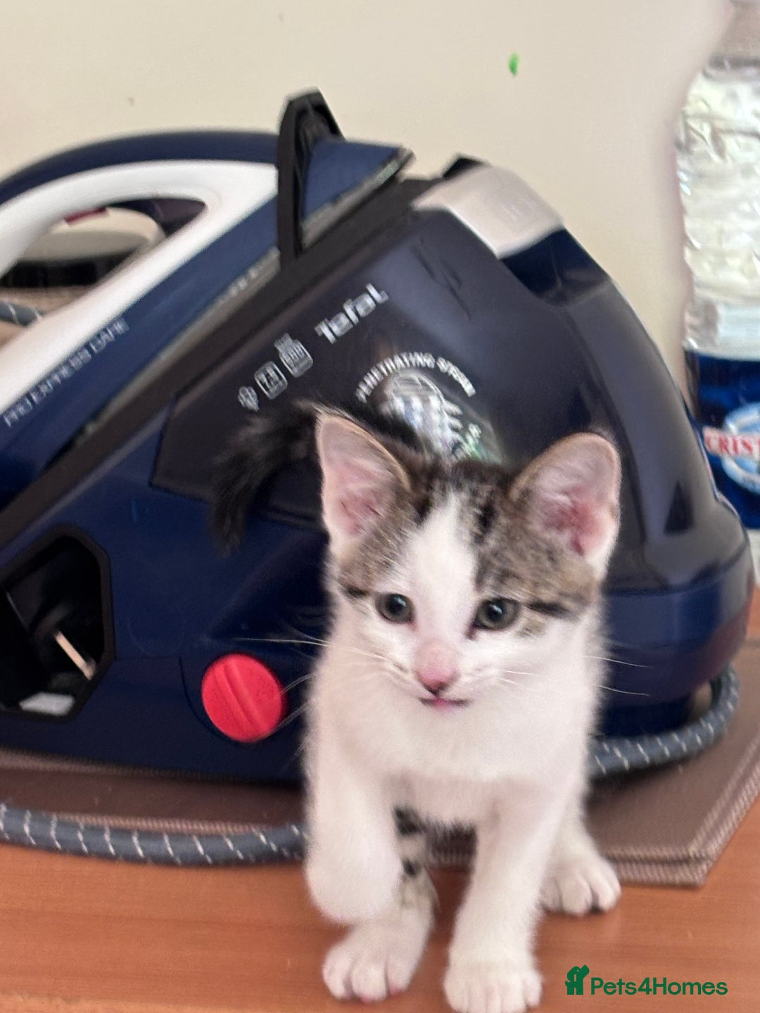 Mixed Breed cats for sale: Male kitten ready for his forever home.  - Image 6