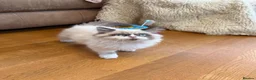 Selkirk Rex cats for sale: Two kittens left  - Advert 21