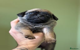 Puggle dogs for sale: Puggle Puppies – Basildon – Ready 12th Dec! - Image 10
