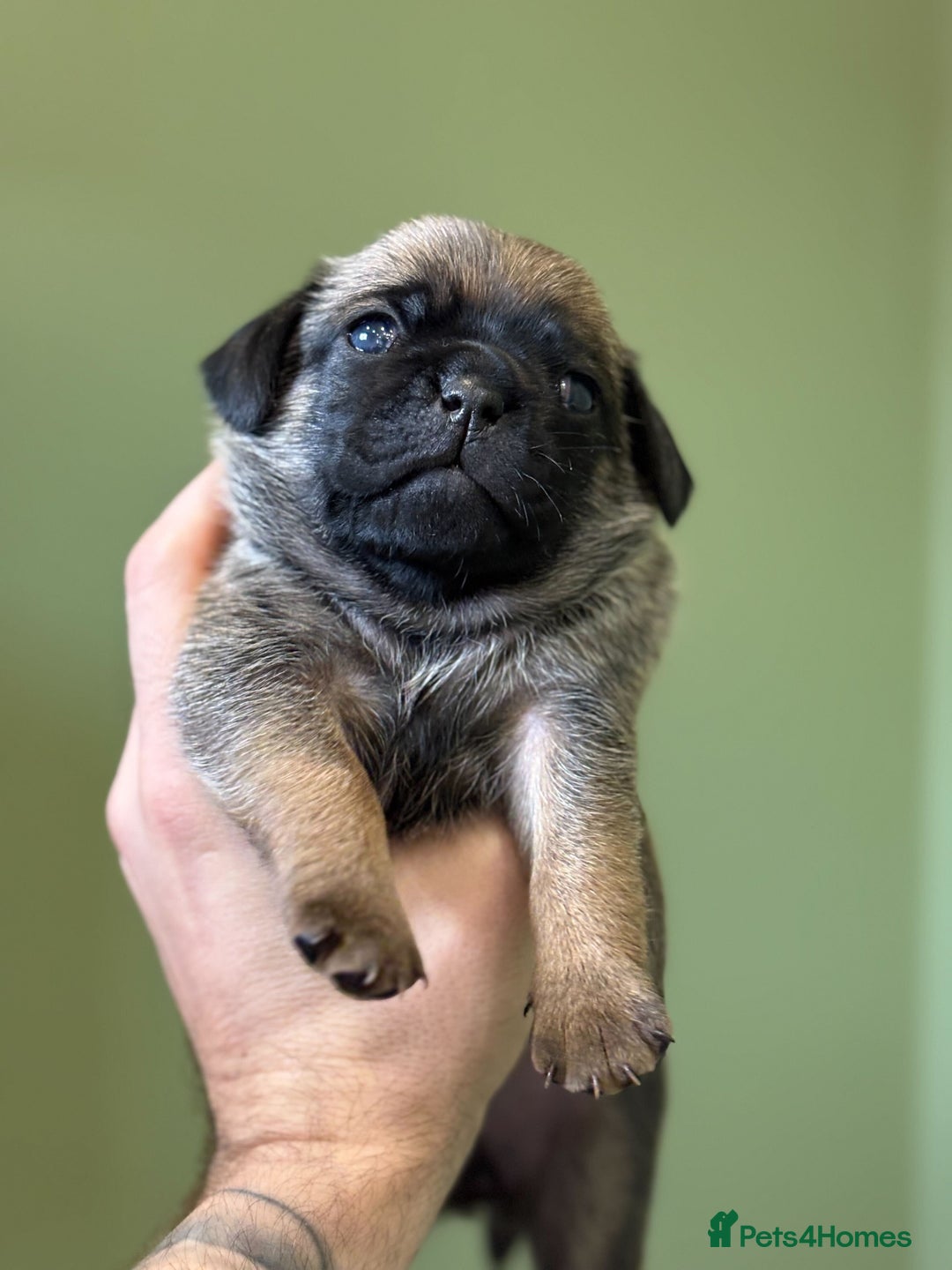 Puggle dogs for sale: Puggle Puppies – Basildon – Ready 12th Dec! - Image 10