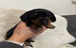 Miniature Dachshund dogs for sale: Miniature daschund puppies - Advert 7