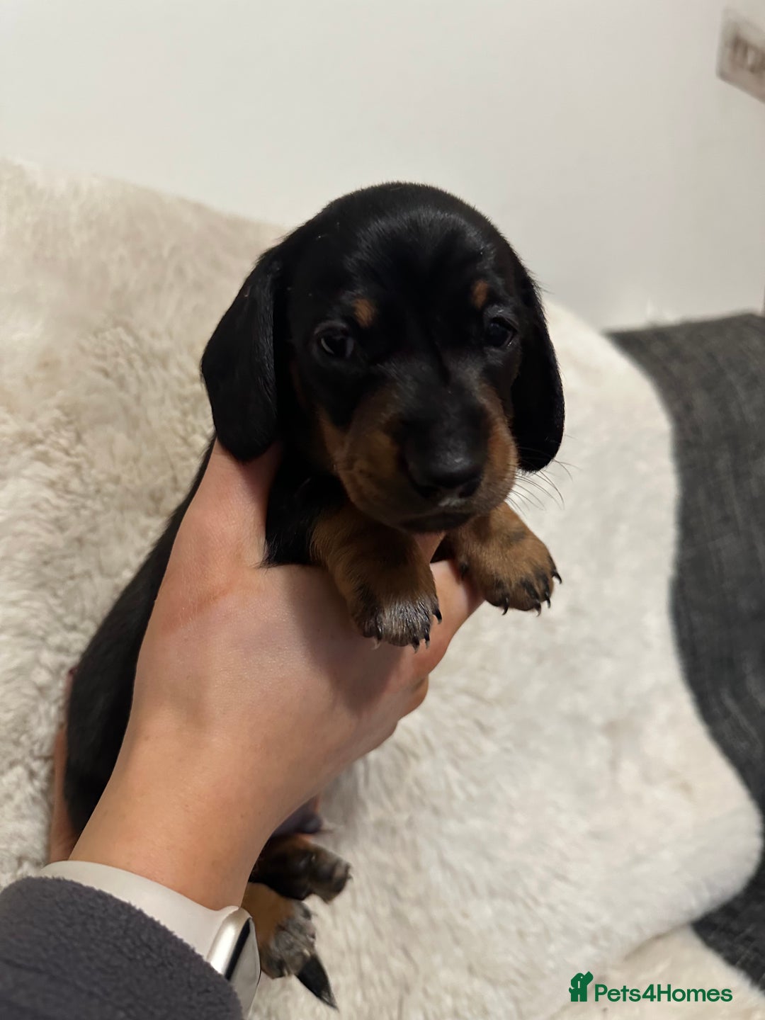 Miniature Dachshund dogs for sale: Miniature daschund puppies - Advert 7