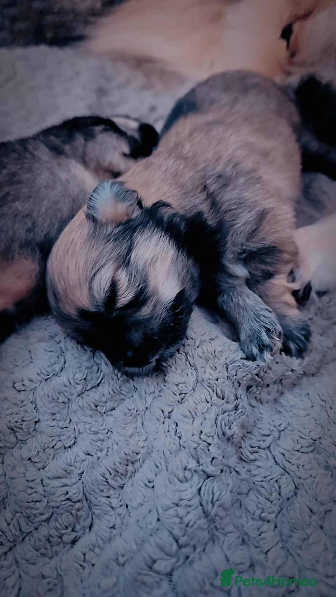 Pomeranian dogs for sale: Pomeranian puppies for loving and caring families  - Image 8