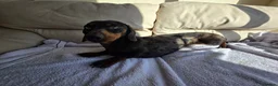 Dachshund dogs for sale: Beautiful boy for sale  - Advert 3