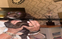 Cocker Spaniel dogs for sale: 7 pups 4 girls 3 boys  - Image 9