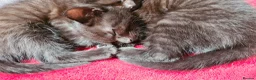Mixed Breed cats for sale: Maine coon x Bengal  in Maybole - Advert 12