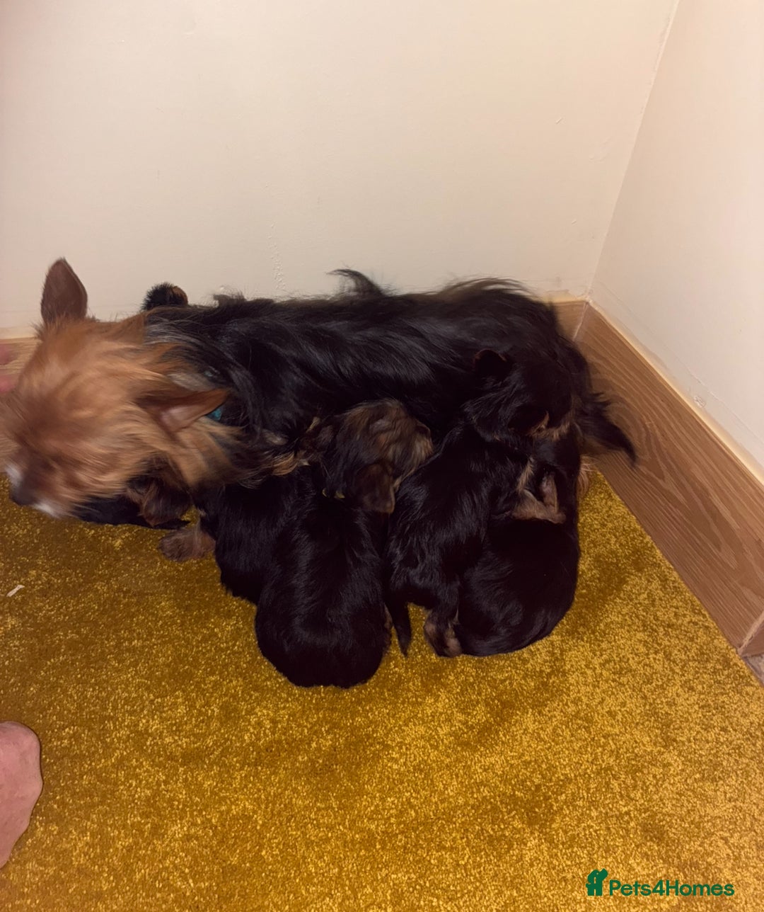 Yorkshire Terrier dogs for sale: Yorkshire Terrier puppies for sale  - Advert 1