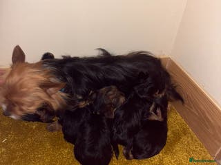 Yorkshire Terrier dogs Yorkshire Terrier puppies for sale - Advert 1