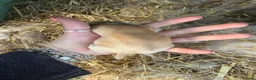 Mixed Breed rabbits for sale: Continental giant x French lop (big breed) - Advert 4