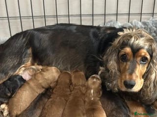 Cockapoo dogs Stunning F1 Cockerpoo Puppies - Advert 3