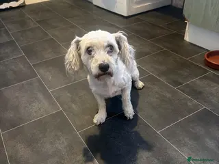 Mixed Breed dogs Dogs - Advert 2