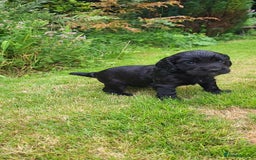 Cocker Spaniel dogs for sale: FTCH, KC REG working cocker pups - Image 10