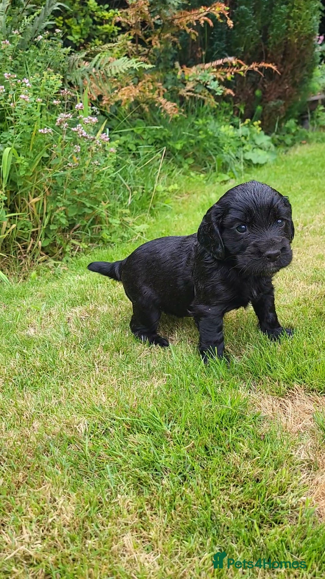 Cocker Spaniel dogs for sale: FTCH, KC REG working cocker pups - Image 10