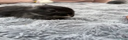 French Lop rabbits for sale: Baby French lops - Advert 14