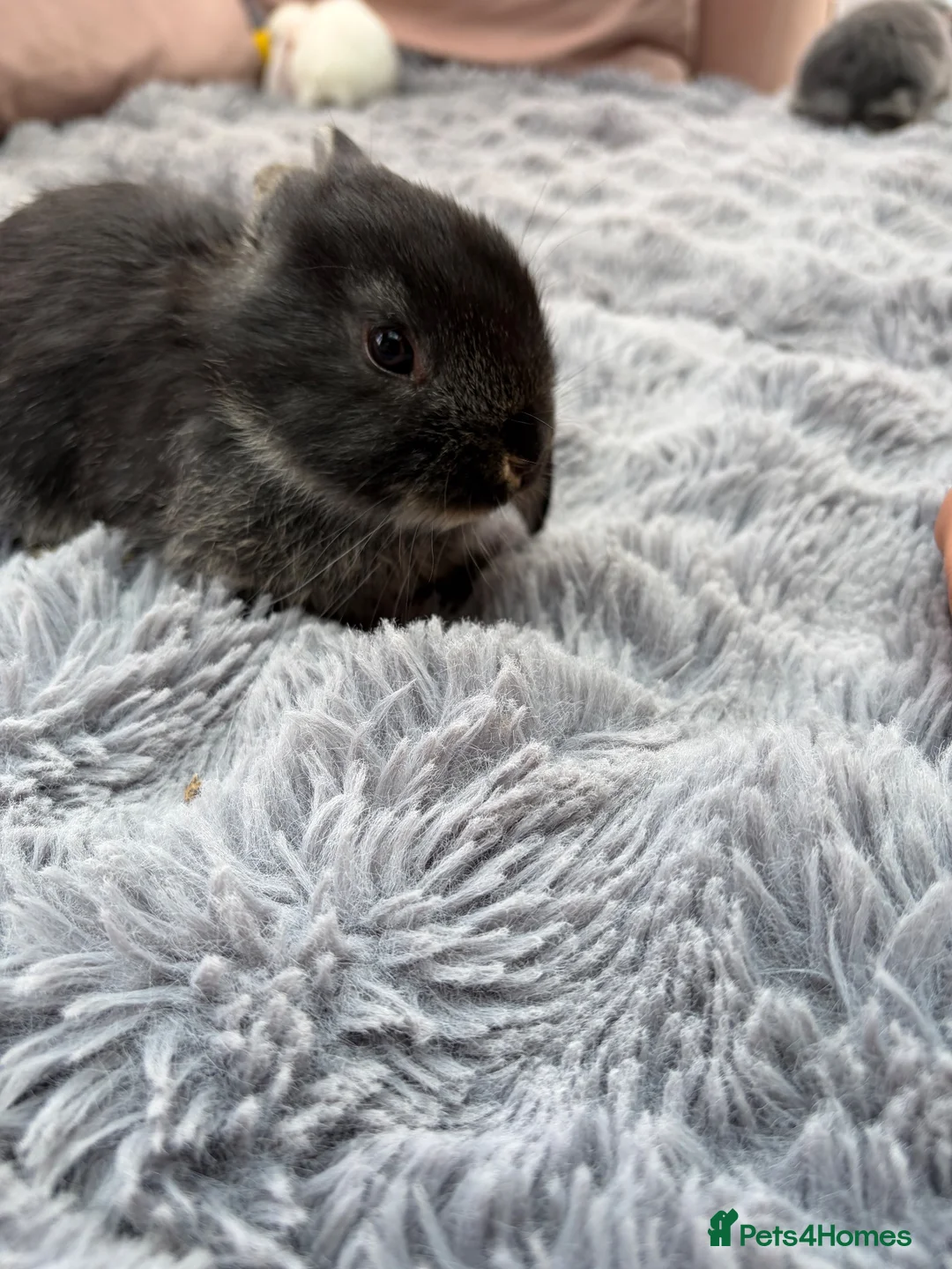 French Lop rabbits for sale: Baby French lops - Advert 14
