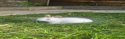 Mixed Breed rabbits for sale: They are mix Rex and Dutch  - Advert 19