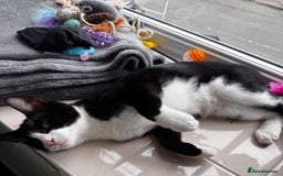 British Shorthair cats for sale: 8 month old Kitten Looking to be rehomed - Image 2