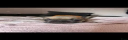 French Bulldog dogs for sale: 4 stunning french bulldog puppies for sale  - Advert 23