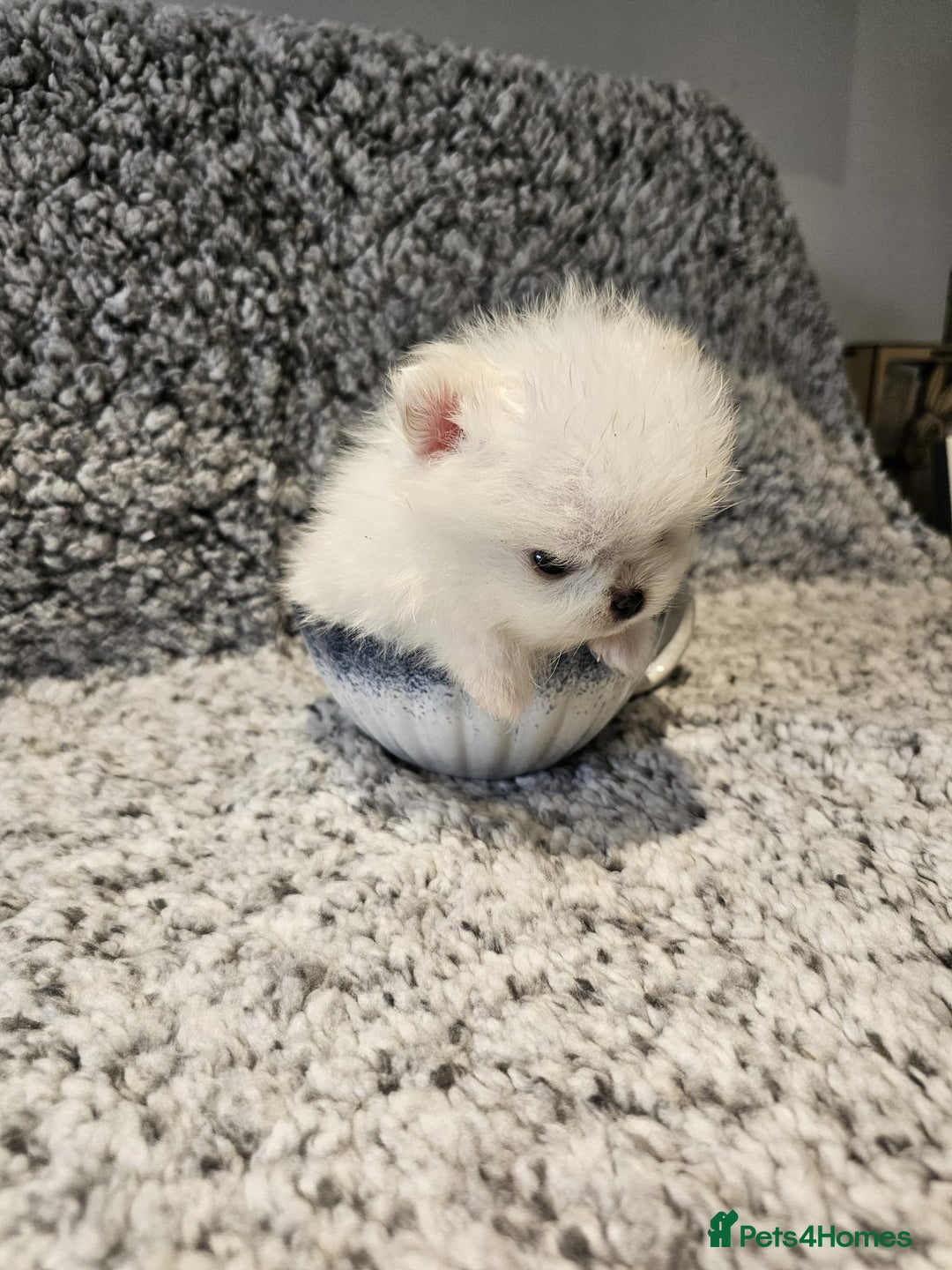 Pomeranian dogs for sale: Adorable mini Pomeranian ❤ - Advert 26