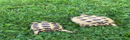 Tortoise reptiles for sale: Greek tortoise  - Advert 2